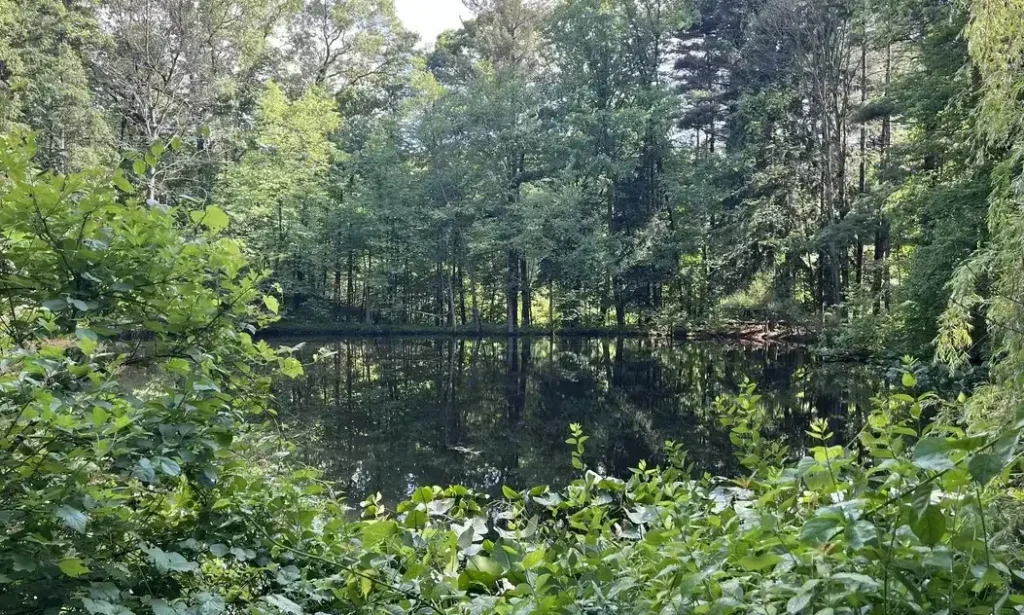 A calm pond surrounded by dense green trees and shrubs, with foliage in the foreground and the water reflecting the forest. The scene appears peaceful and lush, much like the natural landscapes protected by the Liberty Township Volunteer Fire Department.